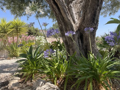 Consejos para el Cuidado del Jardín en Viviendas de Alicante